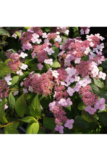 Гортензія вюнка Круг Корал